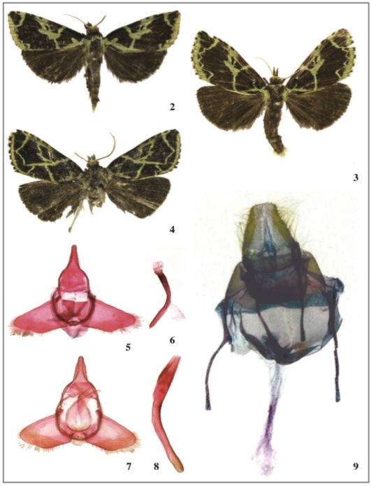 2-4. Adults, dorsal view, Ecuador. 2. Atrigalleria chlorographa Becker, sp. n., male holotype. 3. A. chlorographa Becker, sp. n., female paratype. 4. A.chlorogramma Becker, sp. n., male holotype. 5-9. Male genitalia, ventral view, phallus, lateral view, Ecuador. 5-6. A. chlorographa Becker, sp. n., male paratype. 7-8. A.chlorogramma Becker, sp. n., male holotype. 9. A. chlorographa Becker, sp. n., female paratype.