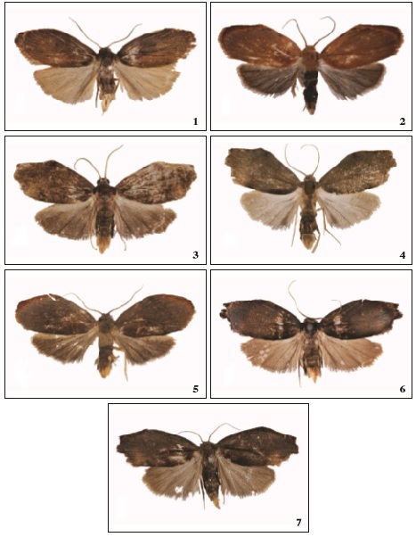 Adults of Macaduma sp. 1. M. huanglianshana Zhao, Bucsek & Han, sp. n., male, holotype. 2. M. cinnamum Bucsek, male, holotype (after BUCSEK, 2012: Fig. 221). 3.M. chenglaiae Zhao, Bucsek & Han, sp. n., male, holotype. 4. M. borneana Holloway, male (after BUCSEK, 2012: Fig. 219). 5. M. malayana Bucsek, male, holotype (after BUCSEK, 2014: Fig. 47). 6. M. micra Dubatolov & Bucsek, male. 7. M. tortricella Walker, male.