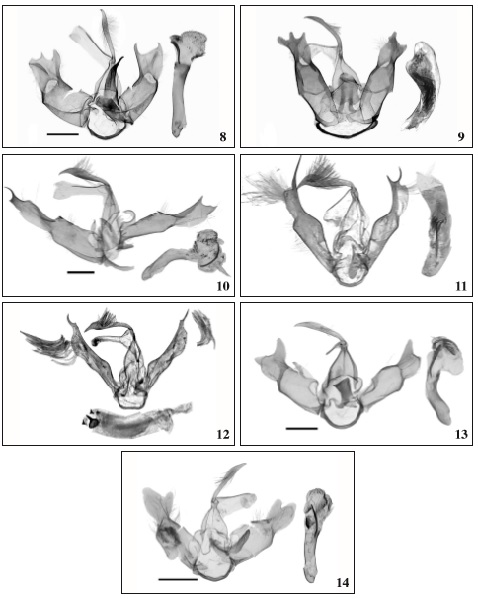 Male genitalia of Macaduma sp. 8. M. huanglianshana Zhao, Bucsek & Han, sp. n., holotype, genitalia No. ztt-277-1. 9. M. cinnamum Bucsek, holotype (after BUCSEK, 2012: Genitalia Pl. Mal130a).10. M. chenglaiae Zhao, Bucsek & Han, sp. n., holotype, genitalia No. ztt-275-1. 11. M. borneana Holloway, (after BUCSEK, 2012: Genitalia pl. Mal213). 12. M. malayana Bucsek, male, holotype (after BUCSEK, 2014: Genitalia Pl. MalS39). 13. M. micra Dubatolov & Bucsek, genitalia No. ztt-279-1. 14. M. tortricella Walker, genitalia No. ztt-252-1. Scale bars: 0.5mm.