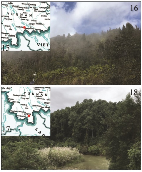 Maps and habitat of the two new species. 15. Yunnan Prov., Mt. Huanglian (red dot). 16. Collecting site close to a broad-leaved forest with ferns and shrubs. 17. Yunnan Prov., Menglun (red dot). 18. Collecting site close to the tropical rain forest.