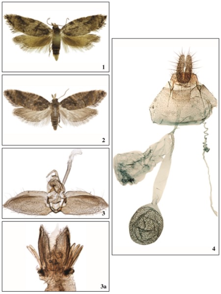 1. Lopharcha constanti (Rebel, 1894), ♂, Gran Canaria, 10.5 mm. 2. Lopharcha constanti (Rebel, 1894),♀, Gran Canaria, 12.5 mm. 3. Lopharcha constanti (Rebel, 1894), ♂, GP3370PF. 3a. Coremata, GP3370PF. 4. Lopharcha constanti (Rebel, 1894),♀, GP3367PF
