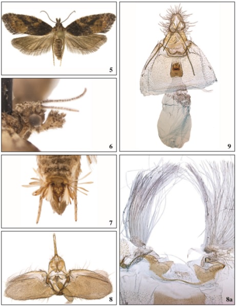 5. Lopharcha africana Aarvik, sp. n., Tanzania, 18.0 mm. 6. Lopharcha africana Aarvik, sp. n., head in profile. 7. Lopharcha africana Aarvik, sp. n., tip of male abdomen, dorsal view. 8. Lopharcha africana Aarvik, sp. n.,♂, GP NHMO1776. Scale 1 mm. 8a. Coremata, GP NHMO1777. Scale 1 mm. 9. Lopharcha africana Aarvik, sp. n.,♀, GP NHMO1778. Scale 1 mm.