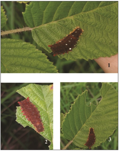1. Caterpillar of Trypanophora semihyalina Kollar showing defense. 2-3. Caterpillar feeding on Rubus ellipticus.
