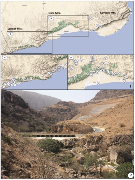 1. Distribution of the sampling localities. The localities are numbered as in List of localities. The areas of Qamar and Qara Mts are enlarged for clarity. 2. Upper part of Wadi Sayq, the habitat of many rare butterfly species like Melitaea deserticola, Acraea neobulae, Spialia zebra and Gegenes pumilio.