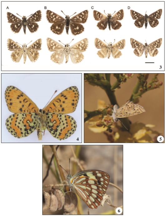  3. Representatives of the genus Spialia collected in Dhofar: A. Spialia mafa, B. Spialia doris, C. Spialia zebra, D. Spialia colotes. 4. Melitaea deserticola scotti collected by MS in Wadi Sayq in November 2019. 5. Chloroselas esmeralda bilqis feeding on Euphorbia larica Boiss. near Al Mughsayl. 6. Colotis protomedia has so far been recorded only from environs of Dhalkut.