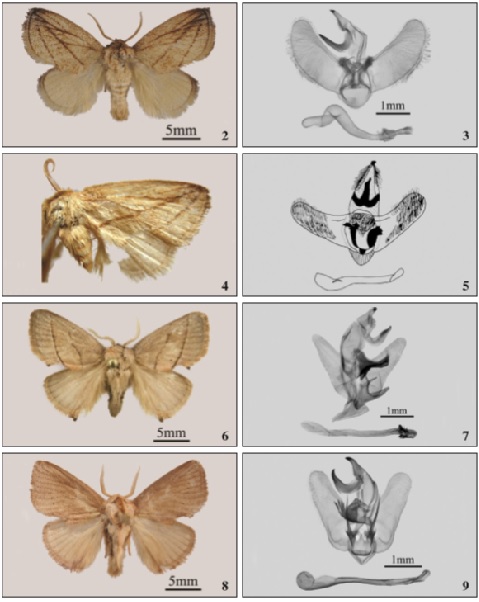 2-5. Rhamnosa (Reticularisus) spp., adults and male genitalia. 2-3. Rh. (Reticularisus) shierbeihoua Wu, Wu & Han, sp. n., male, holotype. 4-5. Rh. (Reticularisus) henanensis Wu, 2008, male, holotype. 6-9. Type species of known subgenera of Rhamnosa, adults and genitalia, male. 6-7. Rh. (Rhamnosa) angulata Fixsen, 1887 (after SOLOVYEV & DUBATOLOV, 2015). 8-9. Rh. (Caniodes) uniformis (Swinhoe, 1895), Prov. Guangdong, China, genitalia No. WuJ-362-1. Scale bars: adults, 5 mm; male genitalia, 1 mm.