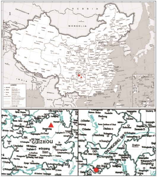 Distribution map of Rh. (Reticularisus) shierbeihoua Wu, Wu & Han, sp. n.: Guizhou Province (triangle) and Chongqing Municipality (circle), China.