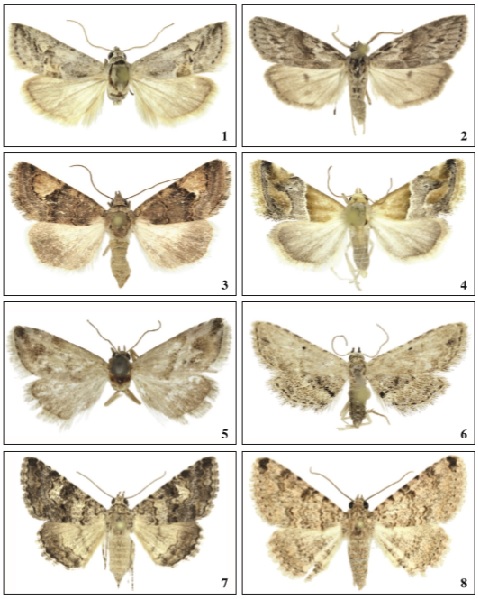 1. Zebeeba orzolae Falck & Karsholt, sp. n.,♂, Lanzarote, 14.5 mm. 2. Zebeeba poliotis (Hampson, 1905),♂, Tenerife, 22 mm. 3. Epharmottomena eremophila (Rebel, 1895),♀, Fuerteventura, 23 mm. 4. Eublemma thermobasis Hampson, 1910,♂, Gran Canaria, 11 mm. 5. Eublemma candidana (Fabricius, 1794),♀, Tenerife, 13.5 mm. 6. Araeopteron ecphaea (Hampson, 1914),♀, Gran Canaria, 11 mm. 7. Gnamptonyx innexa (Walker, 1858),♀, Gran Canaria, 28 mm. 8. Rhabdophera acrosticta (Pngeler, 1904),♂, Fuerteventura, 30 mm.