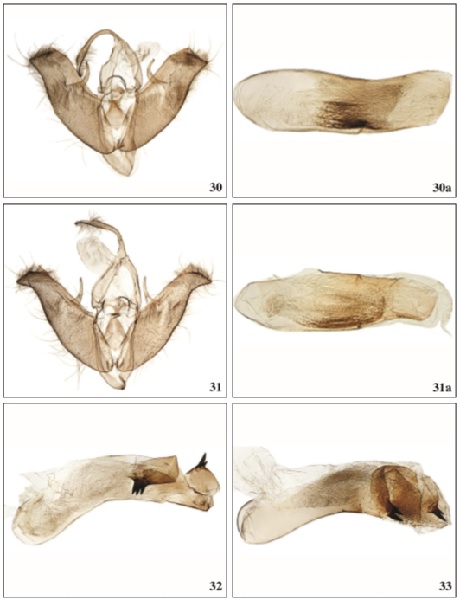 30. Nyctobrya vilfredi Falck & Karsholt, sp. n.,♂, Gran Canaria, GP3294PF. 30a. Phallus, Gran Canaria, GP3462PF. 31. Nyctobrya canaria (Alphraky, 1890),♂, Tenerife, GP3292PF. 31a. Phallus, Tenerife, GP3292PF. 32. Mniotype loslobensis (Fischer, Salditis & Ivinskis, 2007), phallus, Lanzarote, GP3287PF. 33. Mniotype dimorpha (Rungs, 1948), phallus, Morocco, GP3385aPF.