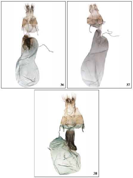 36. Nyctobrya vilfredi Falck & Karsholt, sp. n.,♀, Gran Canaria, GP3300PF. 37. Nyctobrya canaria (Alphraky, 1890),♀, Tenerife, GP3304PF. 38. Mniotype loslobensis (Fischer, Salditis & Ivinskis, 2007),♀, Lanzarote, GP3478PF