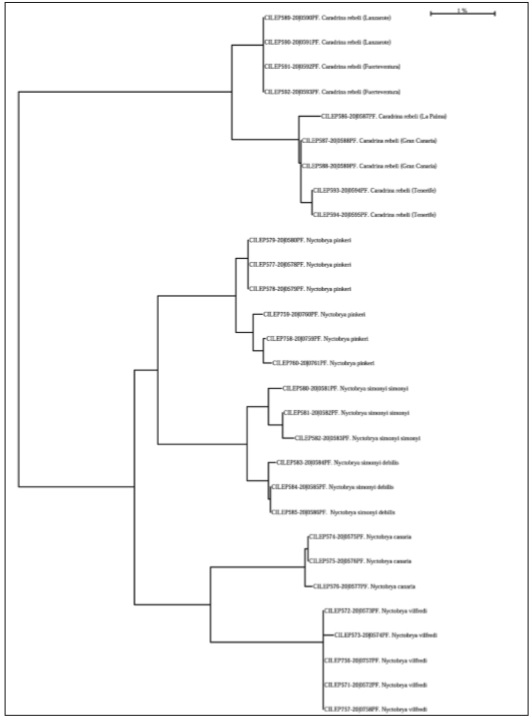 Neighbour-joining tree of Nyctobrya vilfredi Falck & Karsholt, sp. n., related Nyctobrya species and Caradrina rebeli