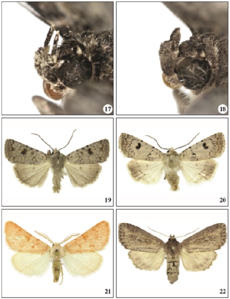 17. Nyctobrya vilfredi Falck & Karsholt, sp. n., palps, Gran Canaria. 18. Nyctobrya pinkeri Behounek & Speidel, 2013, palps, Gran Canaria. 19. Caradrina rebeli rebeli Staudinger, 1901,♂, Tenerife, 31 mm. 20. Caradrina rebeli lanzarotensis Pinker, 1962,♂, Fuerteventura, 27.5 mm. 21. Polymixis aurora (Turati, 1924),♂, Fuerteventura, 31 mm. 22. Nonagria typhae (Thunberg, 1784),♀, Gran Canaria, 46 mm.