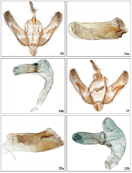 34. Agrotis corralejoi Falck & Karsholt sp. n.,♂, Fuerteventura, GP3481PF. 34a. Phallus, Fuerteventura, GP3481PF. 34b. Phallus with everted vesica, GP3477PF. 35. Agrotis boeticus (Boisduval, 1837),♂, Algarve, Portugal, GP3484aPF. 35a. Phallus, Algarve, Portugal, GP3484aPF. 35b. Phallus with everted vesical, Algarve, Portugal, GP3475aPF