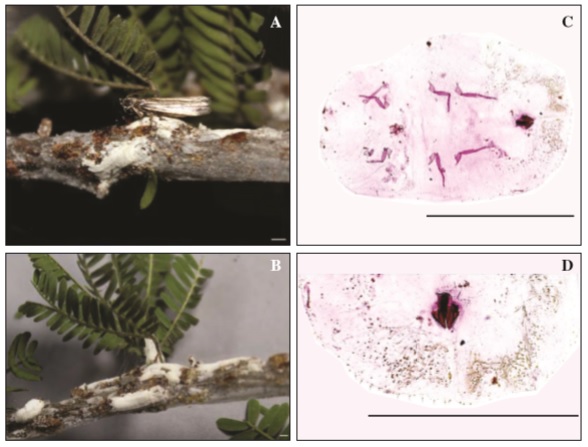 1Association Laetilia coccidivora-Coccus pseudomagnoliarum-Acacia farmesiana. 1a. emerged L. coccidivora adult. 1b. C. pseudomagnoliarum predated and linked with silk. 1c. Complete body of C. pseudomagnoliarum. 1d. Detail of pygidium. Scale 1 mm.