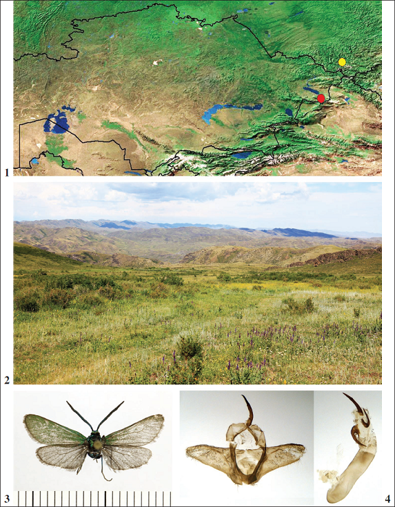 1. Map of Kazakhstan with locality (red dot) of Jordanita subsolana: eastern Kazakhstan, Zaysan District, 19 km S of Zaysan, Saur Mountains. Jordanita subsolana is also known from Altai Republic (Russia), Ongudayskiy Disrtrict (yellow dot) (EFETOV, 1990). 2. Habitat of Jordanita subsolana in Kazakhstan: eastern Kazakhstan, Zaysan District, 19 km S of Zaysan, Saur Mountains. 3. Male of Jordanita subsolana attracted to the lure EFETOV-2 on 1-2-VII-2018, 19 km S of Zaysan. 4. Its genitalia.