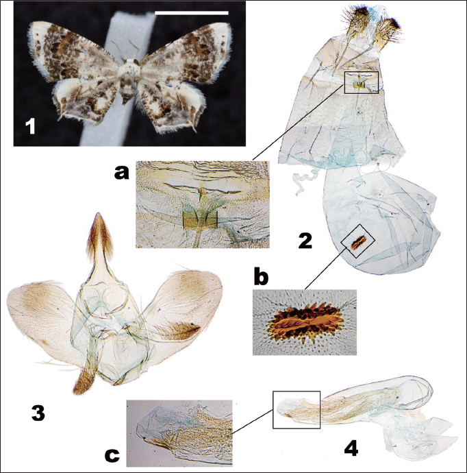 Europlema koreana Sohn, sp. n. 1. Habitus of holotype ♂, Gwangleung, South Korea (scale bar = 5 mm). 2. Female genitalia, prep. gen. SJC-1107 (enlarged images: a = postvaginal area, ostium bursae and antrum; b = signum). 3. Male genital capsule, prep. gen. SJC-1108. 4. Male phallus, prep. gen. SJC-1108 (enlarged image: c = cornutal zone).