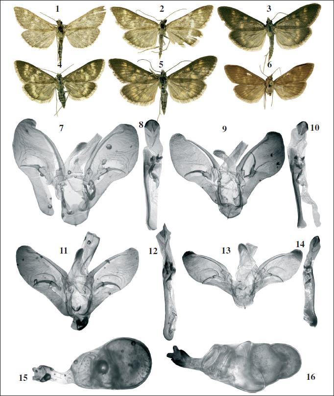 Mecyna salangalis Amsel, 1970. General appearance (1-6): 1. male, sample GWOUC159-19, Talassky Mts., Kara-Buura river coast, 35 km S Klyuchevka, 1707 m. 2. male, sample GWOUC168-19, Alai Mts., small valley near Archaty, 2667 m. 3. male, sample GWOUC169-19, same locality. 4. female, sample GWOUC174-19, same locality. 5. female, sample GWOUC175-19, same locality. 6. male, Moldo-Too Mts., near Koro-Goo Pass, 2400 m. Male genitalia (7-14). 7-8. sample GWOUC159-19, Talassky Mts., Kara-Buura river coast, 35 km S Klyuchevka, 1707 m. 9-10. sample GWOUC168-19, Alai Mts., small valley near Archaty, 2667 m. 11-12. sample GWOUC169-19, same locality. 13-14. sample GWOUC174-19, same locality. Female genitalia (15-16): 15. Moldo-Too Mts., near Koro-Goo Pass, 2400 m. 16. Alai Mts., small valley near Archaty, 2667 m.
