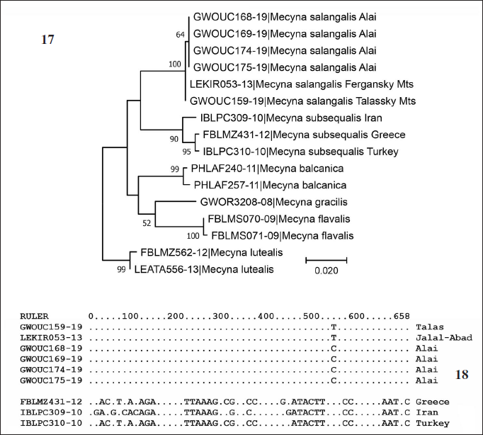 Maximum likelihood tree of Mecyna salangalis Amsel, 1970 and other species of M. subsequalis group (17) and comparison of COI sequences (18).