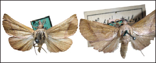 Type of Pachymorphus subductellusMschler, 1890.