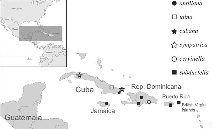 Species of the genus Murgisca distribution.