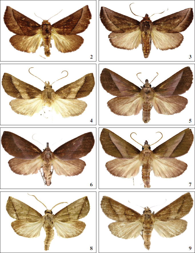 Murgisca adults, dorsal view. 2-3.M. antillana Becker, sp. n., male paratypes: 2. Jamaica. 3. Dominican Republic. 4.M. sympatrica Becker, sp. n., male holotype, Cuba. 5-7.M. taina Becker, sp. n., Cuba. 5-6. male, female paratypes. 7. male holotype. 8.M. cubana Becker, male paratype, Cuba. 9.M. sympatrica Becker, sp. n., male paratype, Cuba.