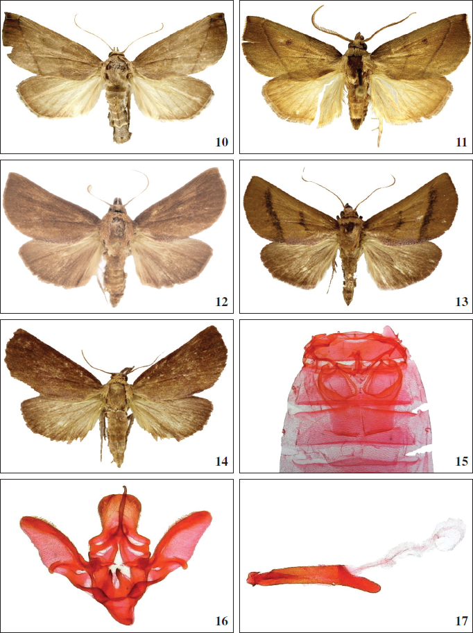 Murgisca species: 10-14. Adults, dorsal view: 10.M. cubana Becker, sp. n., paratype, female, Cuba. 11.M. cervinalis, male, Dominican Republic. 12-14.M. subductella, Guana Island. 12-13. Males. 14. Female. 15-17.M. cervinalis, Dominican Republic: 15. tympanum, ventral view. 16-17. Male genitalia.