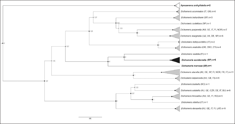 Representacin del rbol filogentico obtenida por inferencia bayesiana del conjunto de datos incluyendo una seleccin de secuencias de cdigo de barras COI de diversas especies de Dichomeris publicadas en BOLD y las secuencias obtenidas en este estudio. El anlisis se ha ejecutado en BEAST2. Los valores de probabilidad posterior (PP) se muestran junto a los nodos. Para mayor claridad, las ramas por debajo de los nodos de especies se han colapsado indicando el nmero de especmenes para cada taxn junto a los pases de recoleccin (AU: Austria; CRO: Croacia; CY: Chipre; CZR: Repblica Checa; DE: Dinamarca; FI: Finlandia; Fr: Francia; GE: Alemania; BU: Bulgaria; GR: Grecia; IT: Italia; LAT: Letonia; NOR: Noruega; RO: Rumania; RU: Rusia; SP: Espaa; UK: Reino Unido). Las ramas y fuente en color gris corresponden a clados no revisados en el presente trabajo. En color oscuro y letra en negrita se aprecian las dos especies en estudio (Dichomeris occidentella y Dichomeris merceae sp. n.) y el grupo externo (Aproaerema anthyllidella) en color claro y letra en negrita.