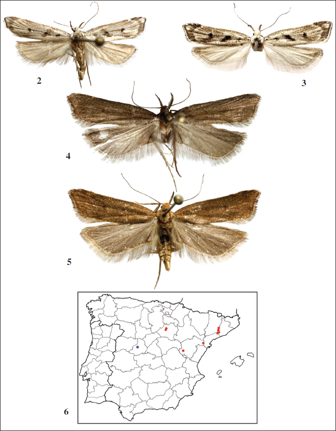 2.Dichomeris occidentella (Zerny, 1927) ♂, Castellfollit de Riubregs, Anoia, Barcelona, Espaa. 3.Dichomeris occidentella (Zerny, 1927) ♀, Valdevecar, Albarracn, Teruel, Espaa. 4.Dichomeris merceae Gastn, Maci, Ylla & Bau, sp. n., Holotipo, ♂, Amavida, vila, Espaa. 5.Dichomeris merceae Gastn, Maci, Ylla & Bau, sp. n., Paratipo, ♀, Amavida, vila, Espaa. 6. Mapa de distribucin en Espaa; crculos rojos Dichomeris occidentella (Zerny, 1927); crculo azul Dichomeris merceae Gastn, Maci, Ylla & Bau, sp. n.