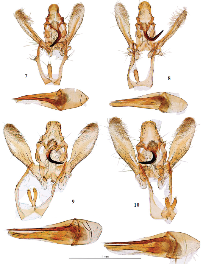 Genitalia macho: 7.Dichomeris occidentella (Zerny, 1927), prep. gen. 9045JG. 8.Dichomeris occidentella (Zerny, 1927), prep. gen. 9004JG. 9.Dichomeris merceae Gastn, Maci, Ylla & Bau, sp. n., Holotipo, prep. gen. 7190JG. 10.Dichomeris merceae Gastn, Maci, Ylla & Bau, sp. n., Paratipo, prep. gen. 9011JG.