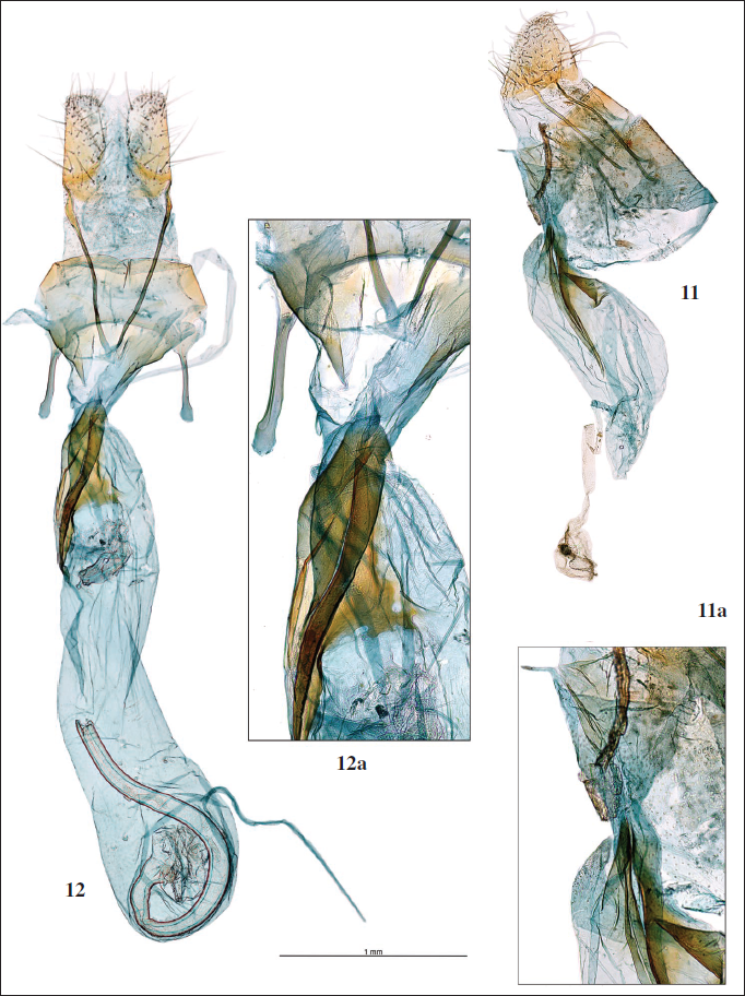 Genitalia hembra: 11.Dichomeris occidentella (Zerny, 1927), prep. gen. JY5776. 11a. Idem, detalle del ostium y antrum. 12.Dichomeris merceae Gastn, Maci, Ylla & Bau, sp. n., Paratipo, prep. gen. 7228JG. 12a. Idem, detalle del ostium y antrum.