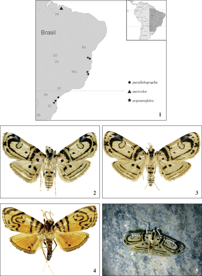 1.–Pycnarmodes and Malleria, distribution Pycnarmodes and Malleria adults, dorsal view. 2-3, 5.P. parallelographa, Brazil; 2, 5. male holotype. 3. female paratype. 4.P. auricolor, male holotype, Brazil.