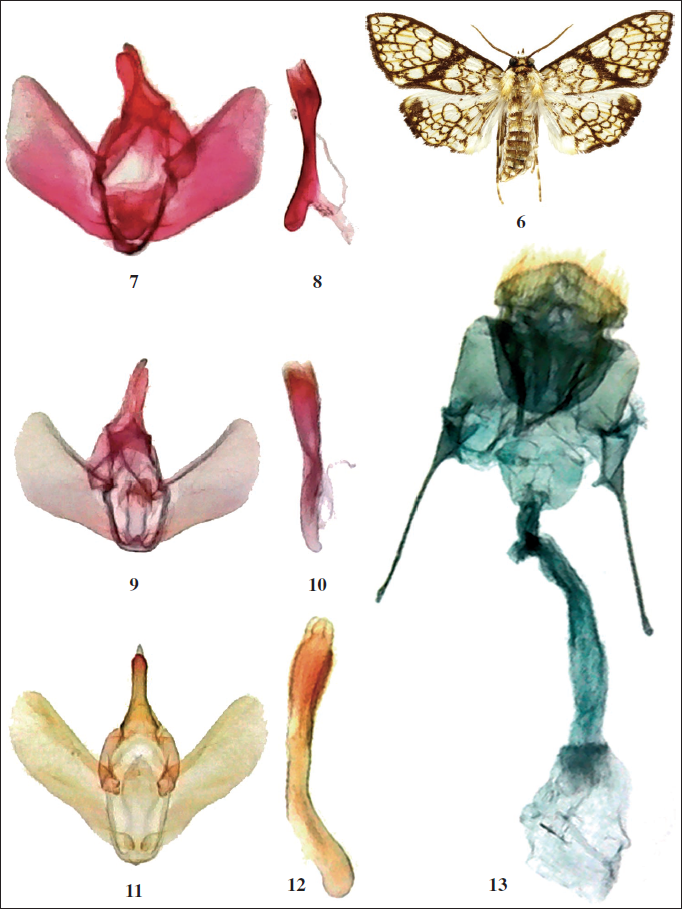 6.M. argenteofulva, male, Brazil. Pycnarmodes and Malleria genitalia, ventral view, phallus, lateral view, Brazil. 7-8.P. parallelographa, male paratype. 9-10.P. auricolor, male holotype. 11-12.M. argenteofulva. 13.P. parallelographa, female paratype.