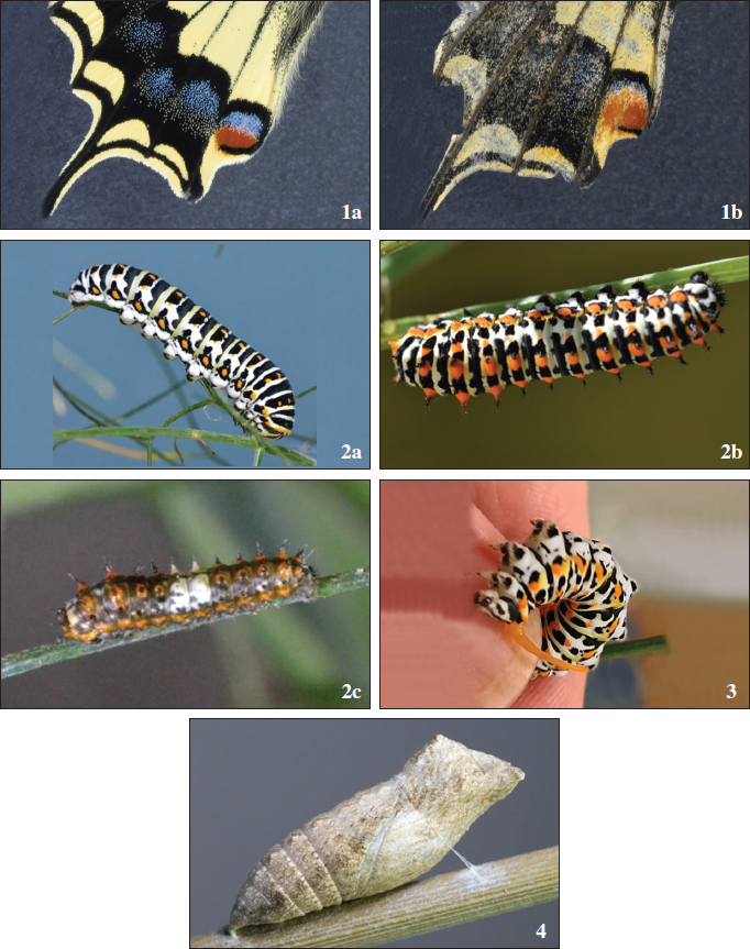 1a-1b. The red ocelli of specimens s2 (left) and s3 (right), respectively, described in Table I above. 2a-2c. L5 instar larva (upper, left); L3 instar with bright orange subdorsal protuberances at base of scoli (upper, right); White saddle restricted to dorsal area of two abdominal segments on early instar (bottom, left). 3. L5 instar larva everting its significantly long osmeterium. 4. The relatively smooth pupa with an evident lack of protuberances.