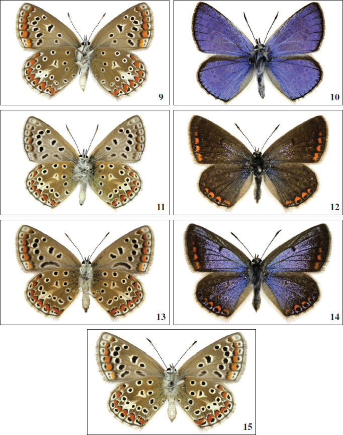 9.P. celina female underside, ex stock Playa Blanca, Lanzarote, Canary Islands. 10.P. icarus ♂ x P. celina ♀ F1 hybrid male upperside. 11.P. icarus ♂ x P. celina ♀ F1 hybrid male underside. 12.P. icarus ♂ x P. celina ♀ F1 hybrid female upperside. 13.P. icarus ♂  x P. celina ♀ F1 hybrid female underside. 14.P. icarus ♂ x P. celina ♀ F1 hybrid female upperside. 15.P. icarus ♂ x P. celina ♀ F1 hybrid female underside.