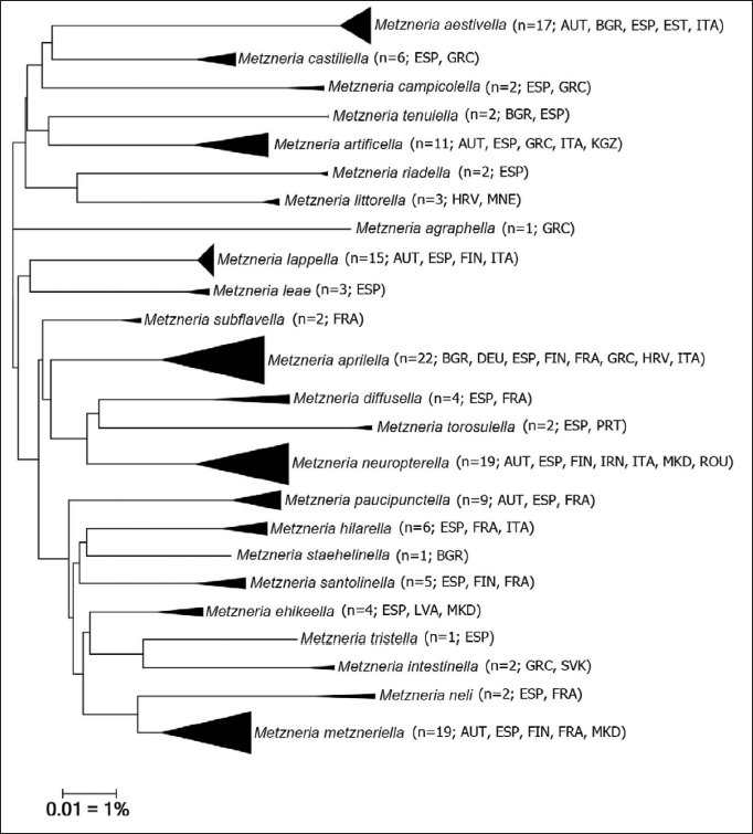Neighbour-Joining tree of Spanish Metzneria species (Kimura 2 parameter). Note: the scale bar only applies to internal branches between species. Width of triangles represent sample size, depth the genetic variation within the cluster. Source: DNA Barcode data from BOLD (Barcode of Life Database, cf. RATNASINGHAM & HEBERT, 2007).