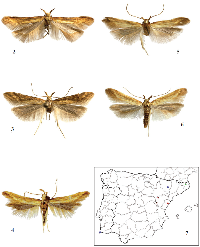 Metzneria spp., adults and maps. 2-3. Metzneria leae Gast�n & Huemer, sp. n., Spain. 2. Castell�n, Coves de Vinroma, Mas de la Bassa, 22-V-2004, Holotype, male (gen. slide 9050JG; BC TLMF Lep 06958). 3. Teruel, Albarrac�n, 1100 m, 30-V-1997, Paratype, female (gen. slide 7655JG). 4-6.Metzneria subflavella Englert. 4. Gerona, Beuda, 14-VII-1967, male. 5. France, St. Hilaire de Lavit, N 107 bis, Loz�re, 350 m, 15-V-1993, ex larva, male (gen. slide 9051JG). 6. France, Vallon de Cayros bei Saorge, Maurion, 670 m, 6-VII-2012, female (gen. slide 9052JG). 7. distribution map; red circle, Metzneria leae sp. n.; green circle, Metzneria subflavella; blue circle, Metzneria subflavella (bibliographic citations not examined).