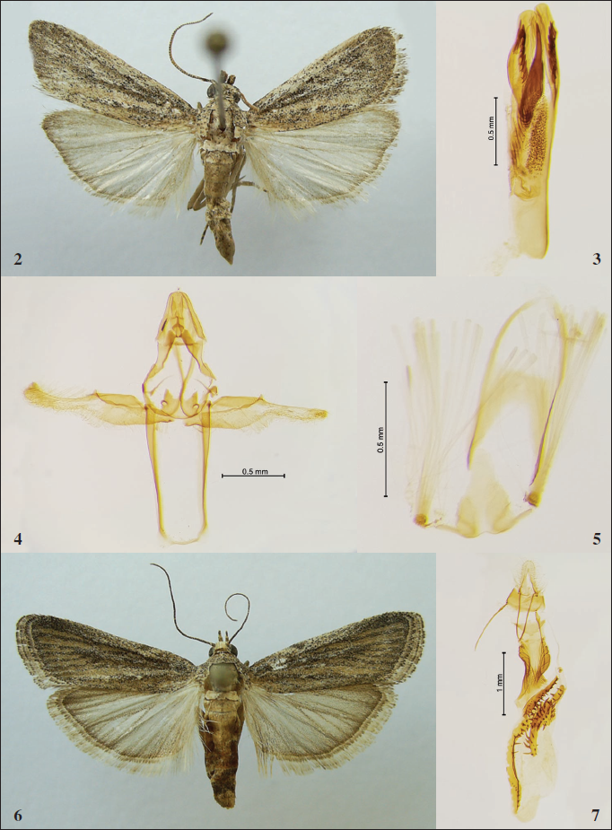 Slamkania sordida (Staudinger, 1879) 2. Adult (male). 3-5. Male genitalia (G.P. 227). 3. Aedeagus. 4. Genitalia armature. 5. Coremata. 6. Adult (female). 7. Female genitalia (G.P. 195).