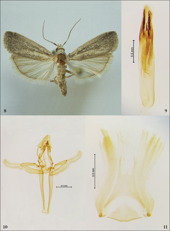Slamkania pseudosordida (Slamka, 2019). 8. Adult. 9-11. Male genitalia (G.P. 254). 9. Aedeagus. 10. Genitalia armature. 11. Coremata.