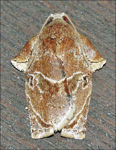 Adult Homona spargotis Meyrick, 1910 (Lepidoptera: Tortricidae).