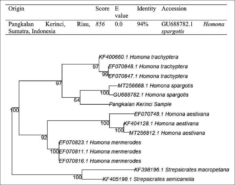 Phylogenetic tree on Homona spargotis Meyrick, 1910 (Lepidoptera: Tortricidae).