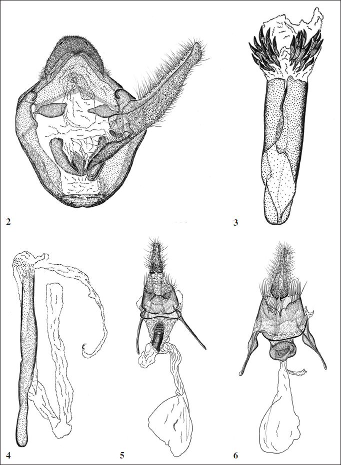 Thyridopyralis genitalia, Brazil. 2-5.Th. leucophthalma, paratype, ventral view. 3. manica, ventral view. 4. phallus, lateral view. 5. female, ventral view. 6.Th. proxima, female paratype, ventral view.