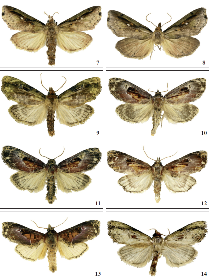 Thyridopyralis adults. 7-8.Th. leucophthalma, Brazil: 7. male holotype. 8. female paratype. 9-14.Thyridopyralis adults 9.Th. viridescens, male holotype, Brazil. 10-12.Th. proxima, Brazil: 10, 12, female paratypes. 11. male holotype. 13.Th bonita, male holotype, Brazil. 14.Th. minor, male holotype, Brazil.