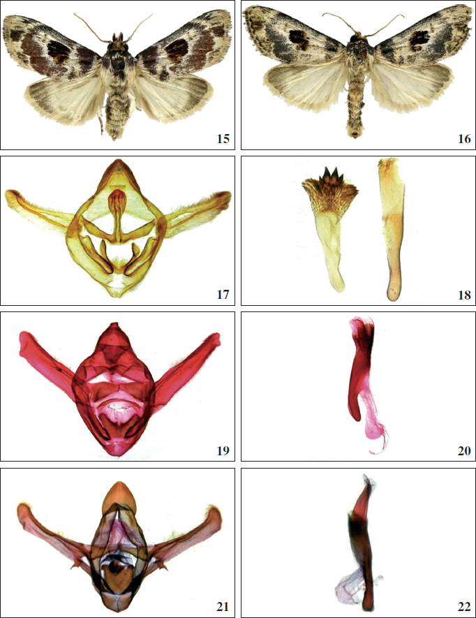 15-16.Th. gallaerandialis, males: 15. Guana Id. 16. Mexico. 17-22.Thyridopyralis male genitalia. 17-18.Th. proxima, paratype, Brazil: 17. ventral view. 18. left. manica, ventral view. 18. right. phallus, lateral view. 19-20.Th. bonita, paratype, Brazil: 19. ventral view. 20. manica and phallus, lateral view. 21-22.Th. viridescens, paratype, Brazil: 21. ventral view. 22. manica and phallus, lateral view.