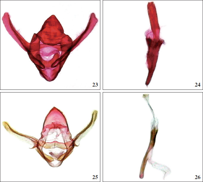 Thyridopyralis male genitalia. Th. gallaerandialis, Guana Id.: 23. ventral view. 24. manica andphallus, lateral view. 25-26. Th. minor, holotype, Brazil: 25. ventral view. 26. manica and phallus, lateral view.