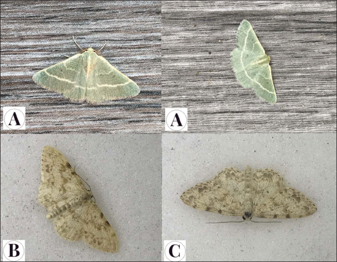 A.Microloxia herbaria (Hbner, [1813]). B-C.Scopula luridata (Zeller, 1947) B. 20-XII-2021. C. 23-XI-2021.