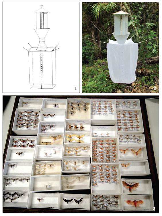 1. Illustrative diagram of the tent to be attached to the “Luiz de Queiroz” light trap. Illustration:Willer Bontempo. 2. The night tent-trap (NTT) used in the cerrado sensu stricto of Braslia, DF, for nocturnalLepidoptera. 3. Some specimens of Lepidoptera collected with night tent-trap (NTT) in areas of Brazilian Cerrado.