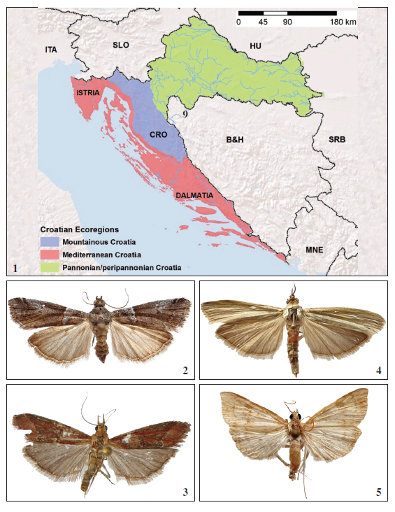 1. Map showing the three biogeographical regions in Croatia. 2. First finding of Acrobasis legatea from Dalmatia after 100 years (wingspan: 19-25 mm). 3.Ancylosis cinnamomella collected for the first time after 120 years in the Croatian mountains (wingspan: 19-26 mm). 4. The species Selagia argyrella - first findings after 120 years from Croatia (wingspan: 22-28 mm). 5. First record of Udea fulvalis from Dalmatia after 100 years (wingspan: 24-29 mm).