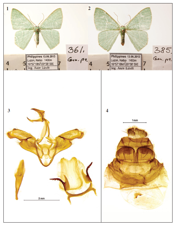 Pelagodes tuustiae Lindt, Sarv & Viidalepp, sp. n. 1. Holotype male of Pelagodes tuustiae, sp. n. 2. female paratypes of Pelagodes tuustiae Lindt, Sarv & Viidalepp, sp. n. 3. male genitalia, aedeagus and the last sternite of P. tuustiae Lindt, Sarv & Viidalepp, sp. n. 4. female genitalia of P. tuustiae Lindt, Sarv & Viidalepp, sp. n.