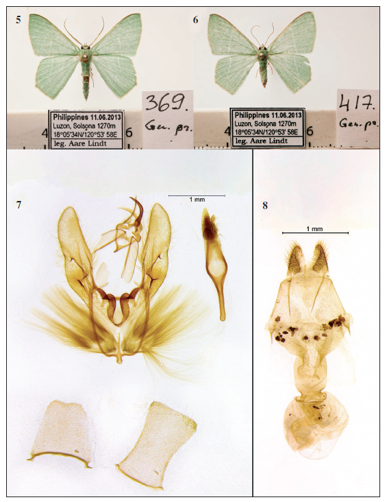 Thalassodes lennuki Lindt, Sarv & Viidalepp, sp. n. 5. Holotype male of Thalassodes lennuki Lindt, Sarv & Viidalepp, sp. n. 6. female paratypes of Thalassodes lennuki Lindt, Sarv & Viidalepp, sp. n. 7. male genitalia, aedeagus and the last sternite of Thalassodes lennuki Lindt, Sarv & Viidalepp, sp. n. 8. female genitalia of Thalassodes lennuki Lindt, Sarv & Viidalepp, sp. n.