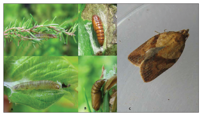 Epiphyas postvittana: (A) larva, (B) pupae and (C) adult (Photos: V. Vieira).